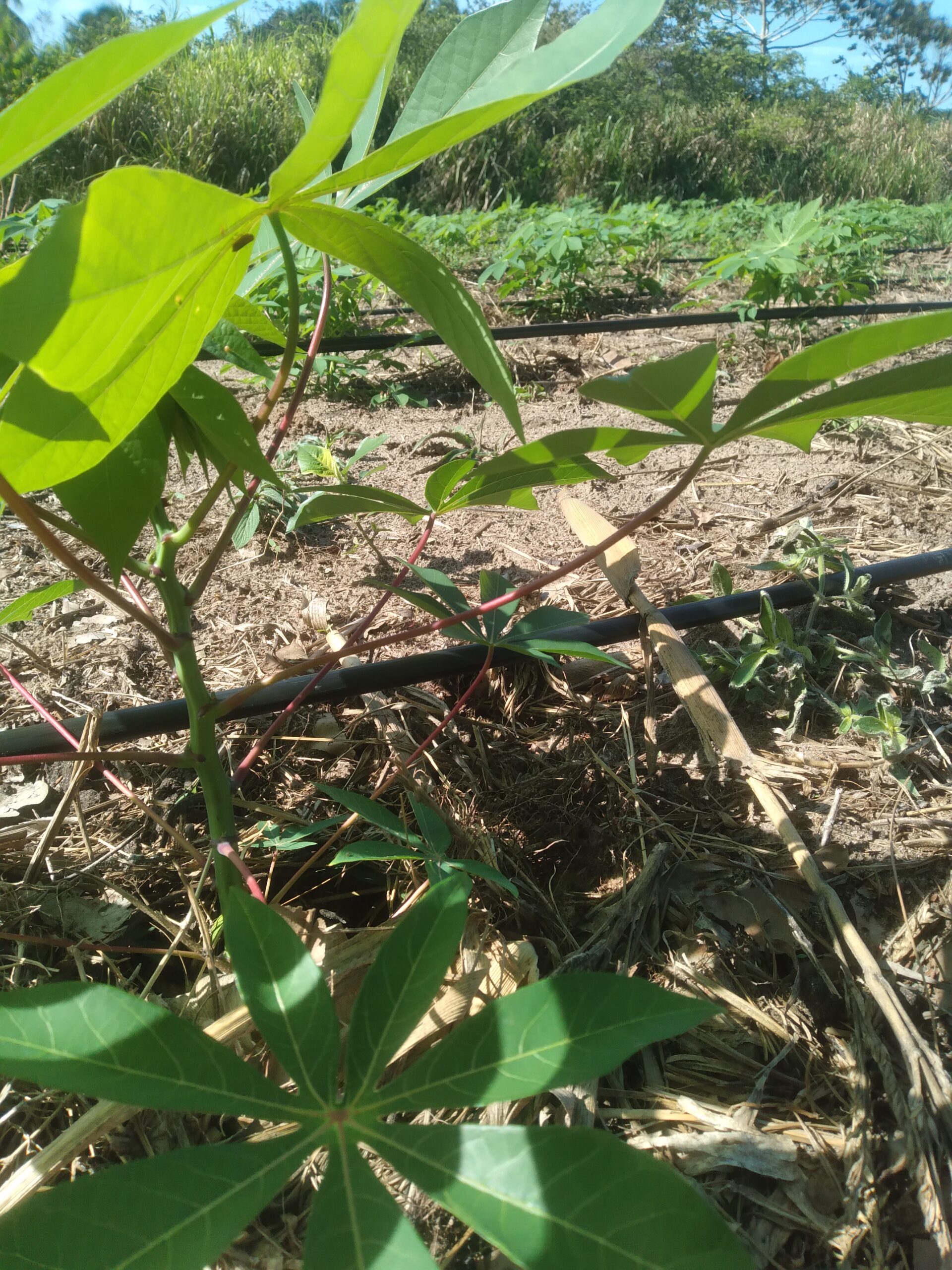 Solo Vivo farming system in practice