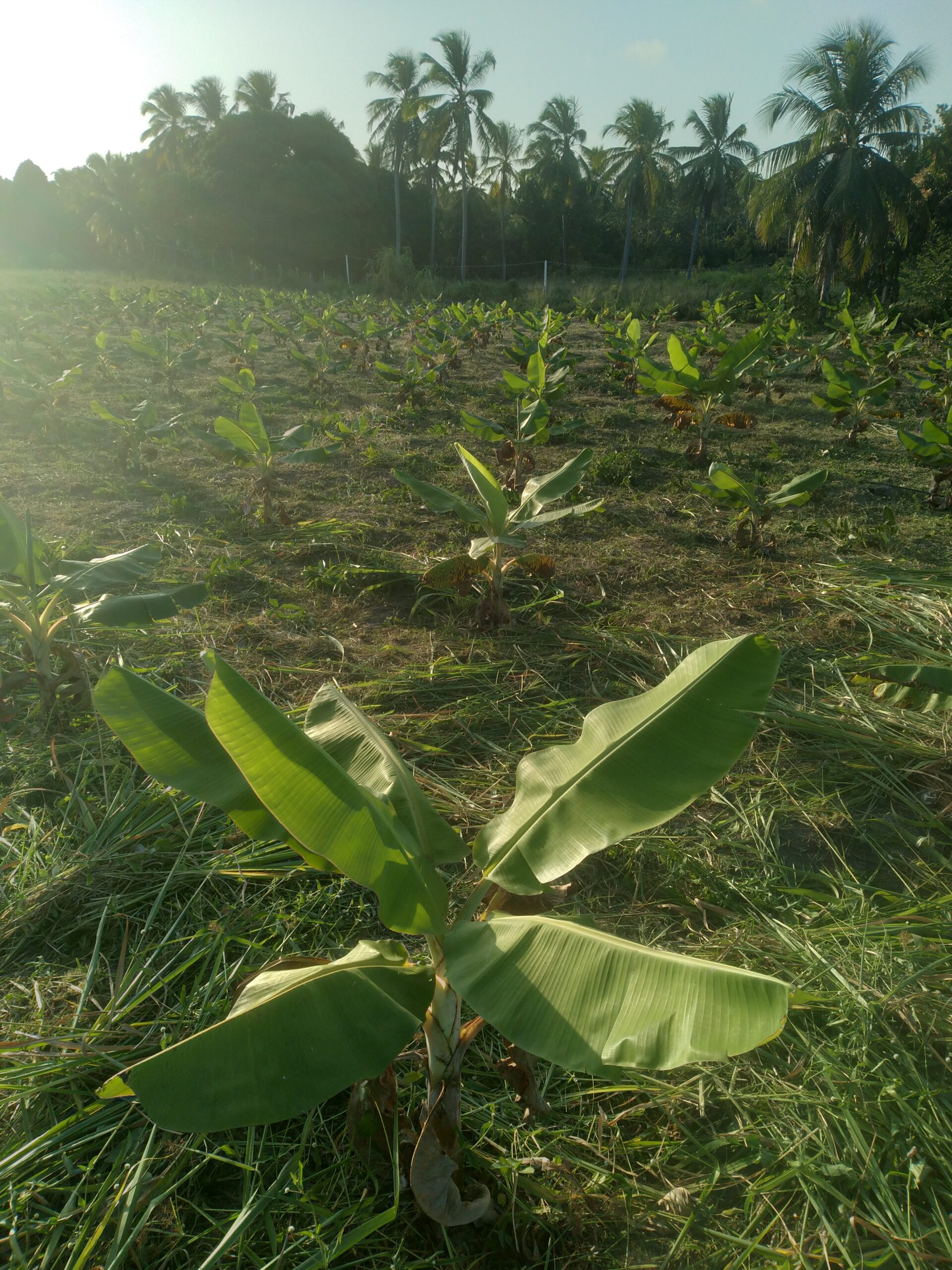Biofertilizer production process — Solo Vivo