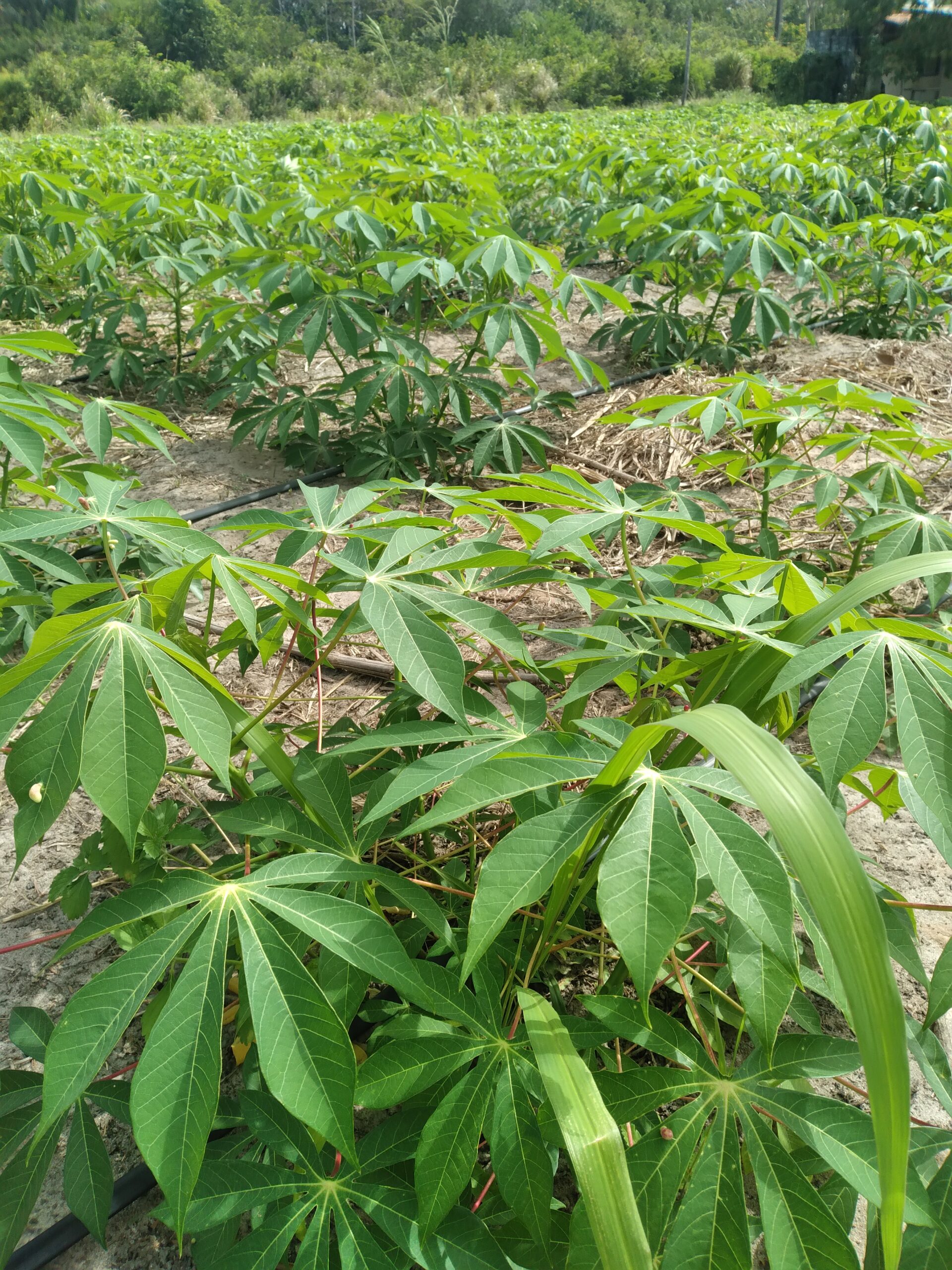 Premium cassava production — Feito na Roça